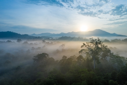 Zzran planeta: Posledn rje na Zemi - Borneo