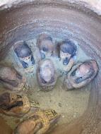 Egypt: Pohřebiště posvátných býků