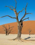 Namibie, perla jižní Afriky