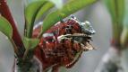 Madagaskar aneb Karneval chameleonů