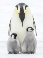 Nespoutaná zima (3)