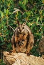 Ningaloo: Australský ráj (2)