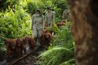 Orangutaní škola v džungli II (8)