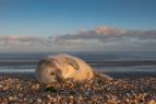 Waddenské moře: Život na hraně
