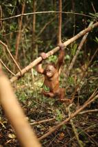 Orangutaní škola v džungli II (7)