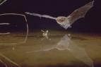 David Attenborough: Život savců (8)