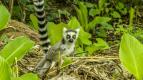 Zzraky divoiny: Madagaskar (1)