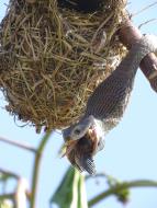 Nejnebezpečnější hadi světa (2)