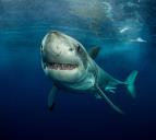 Planeta žraloků (2)