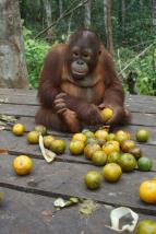 Orangutaní škola v džungli (10)
