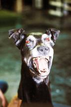 Sherlock Holmes: Pes Baskervillský