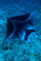 Maledivy - vodní království indického oceánu (2)