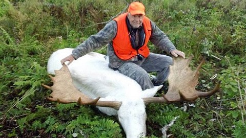 Kdy lovci v Kanad ulovili vzcnho albnskho losa, vzbouili se hlavn...