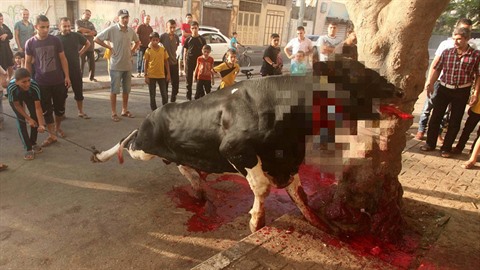 Palestinci obtují krávy a ovce pi prvním dni svátku obti.