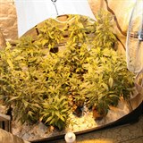 Namsto pokojovch rostlin v dom v Kunn na Novojinsku nalezli policist...