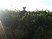 Londýntí policisté byli okováni nálezem obrovského pole s marihuanou. Nkteré...