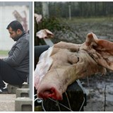 Uezan prase hlavy v azylovm stedisku Eschmarkerveld.