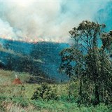 Nejvt problm s vypalovnm prales je momentln v Indonsii.