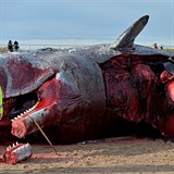 V tle jedn z velryb se po smrti nahromadily plyny a pi pokusu o jej...