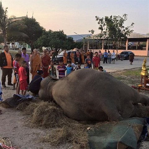 Obyvatel thajskho letoviska Pattaya se pili rozlouit s populrn slonic...