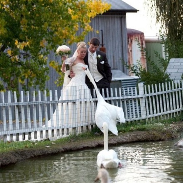 Je libo romantick foto s labutmi? Proda si ale ned porouet.