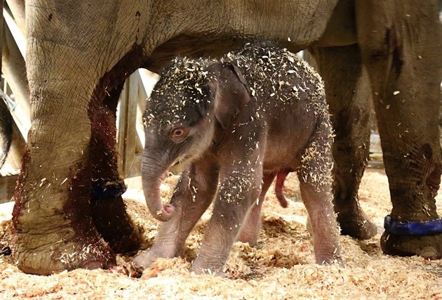 Praská ZOO slaví narození malého slona. Jedná se o první sln, které se zde...