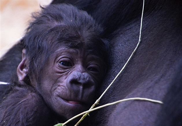 Praská ZOO se raduje. Po slnti se zde vera narodilo i mlád gorily....