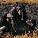 impanzi bonobo si uvaj sexu stejn jako lid jen pro zbavu a asto nee...
