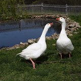 Zapletal chov na sv farm kachny.