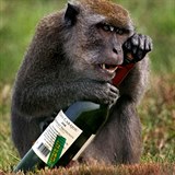 Opice v exotickch krajinch kradou - a to i drinky.