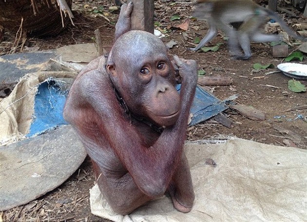 tyletý orangutan Bujing je nejsmutnjí opikou na svt. Celý ivot byl...