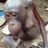 Dky patnmu zachzen vystresovan orangutan piel o vechnu srst.