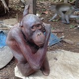 tylet orangutan Bujing je nejsmutnj opikou na svt. Cel ivot byl...