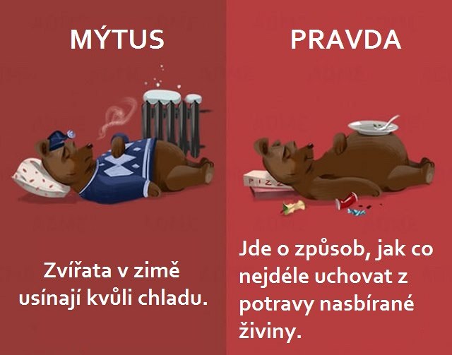 Jak je to se zimnm spnkem zvat?