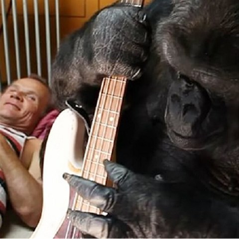 Slavn gorila Koko zahrla na kytaru.