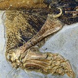 Zkamenlina psittacosaura nalezen v n je nebvale zachoval, co vdcm...