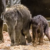 Prask ZOO za tento rok odchovala hned dv slon mlata. To je celosvtov...