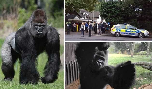 Londýnská ZOO zaila drama. Gorilí samec Kumbuka dostal amok a proboural se ze...