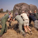 Princ pomh poloit slona, kter je pod silnou dvkou sedativ.