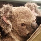 Koala je asi 6 msc star a vila jen 1,5 kila.