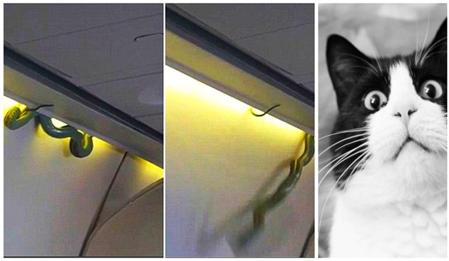 Jedovatý had v letadle nad hlavami cestujících