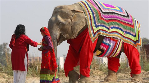 Oetovatelé z indického centra pro záchranu slon svérázn vyeili problém s...