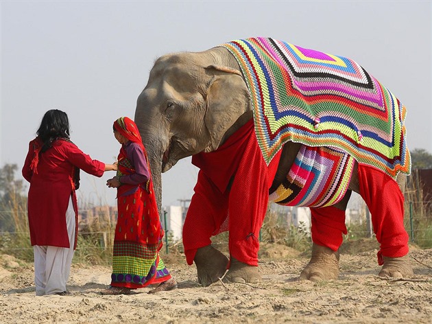 Oetovatelé z indického centra pro záchranu slon svérázn vyeili problém s...