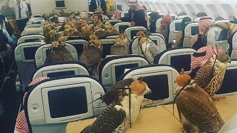 Pasaérm letu arabské letecké spolenosti Etihad se naskytl neobyejný pohled....