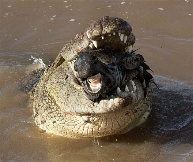 Krokodýl v africké Keni si pochutnal na zebe. neopatrného lichokopitníka...
