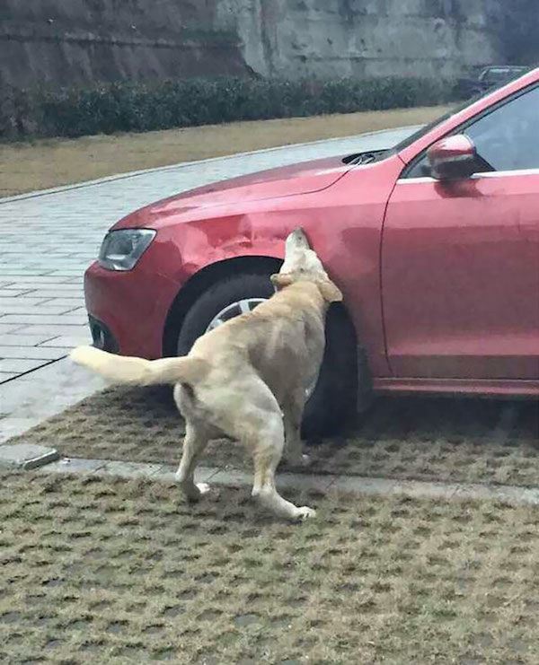 Pes se klidn pomst i automobilu.