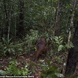 Orangutani si mou opt hrt a dovdt v prod.