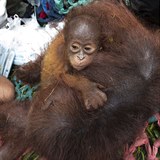 Kdo by malho orangutana nechtl dom?