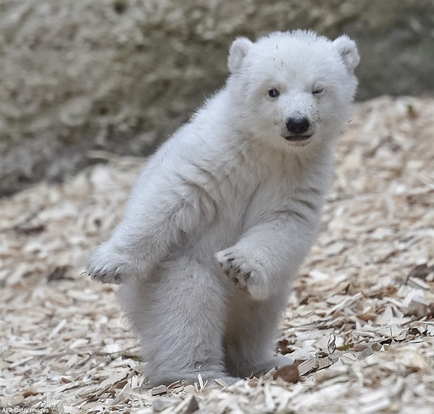 Medvídek vypadá, e tancuje.