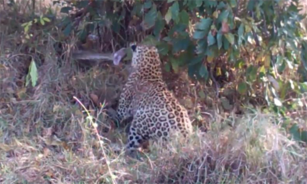 Leopard vs. krajta